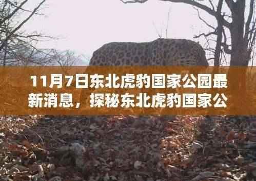 探秘东北虎豹国家公园,小巷深处的独特小店最新消息曝光(11月7日)
