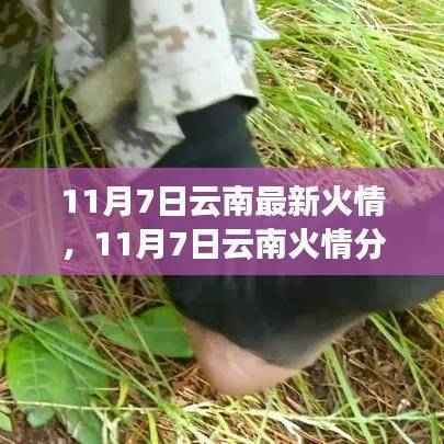 云南火情最新动态,专家深度分析观点阐述