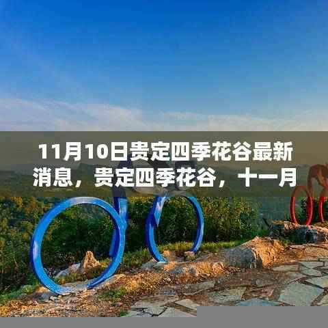 贵定四季花谷11月10日新篇章,绚烂之花绽放之际