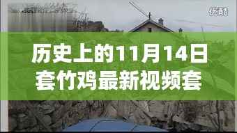 历史上的11月14日套竹鸡最新视频揭秘,探索秘境与小巷深处的套阵传奇