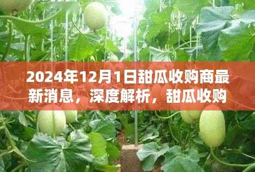 独家报道，深度解析甜瓜收购商最新动态——最新消息，预测截至2024年12月1日