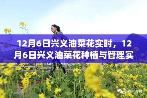12月6日兴义油菜花种植与管理全程指南,从初识到精通的实时教程