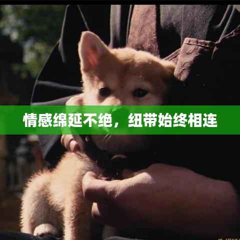 情感绵延不绝,纽带始终相连