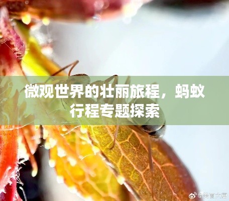 微观世界的壮丽旅程,蚂蚁行程专题探索