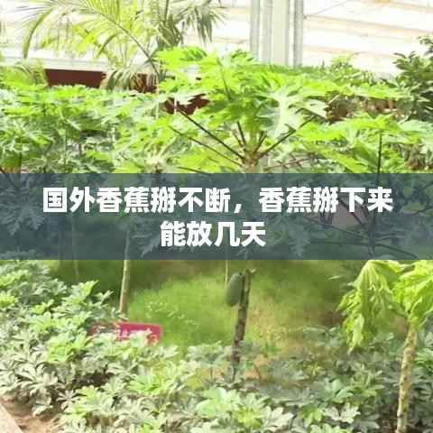 国外香蕉掰不断,香蕉掰下来能放几天