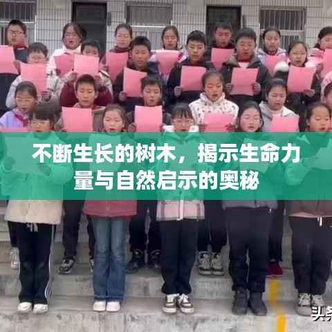 不断生长的树木，揭示生命力量与自然启示的奥秘