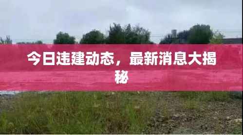 今日违建动态,最新消息大揭秘