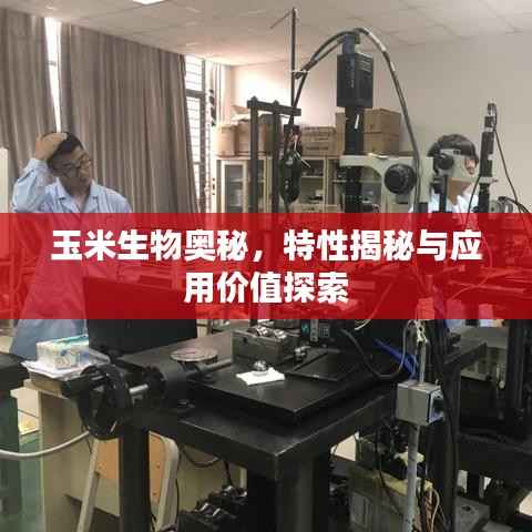 玉米生物奥秘，特性揭秘与应用价值探索