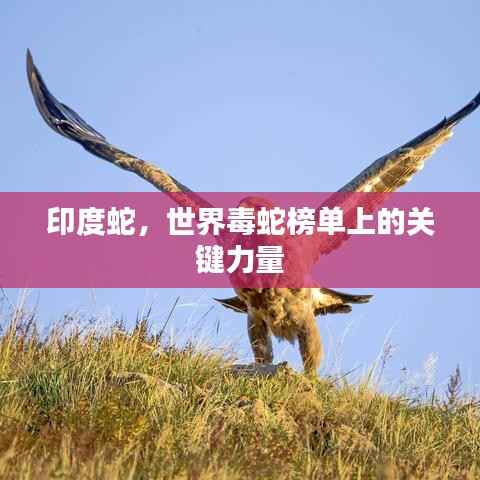 印度蛇,世界毒蛇榜单上的关键力量