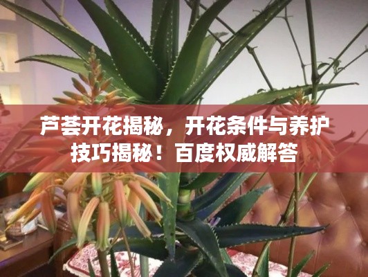 芦荟开花揭秘,开花条件与养护技巧揭秘!百度权威解答