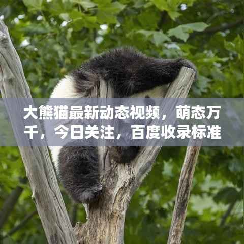 大熊猫最新动态视频,萌态万千,今日关注,百度收录标准标题